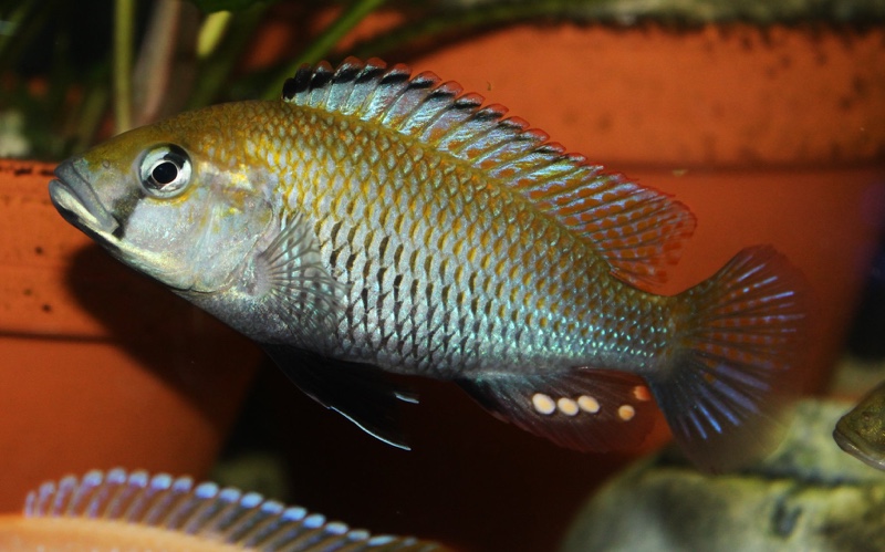 Astatotilapia calliptera 'Thumbi East Island'